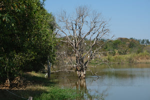 BARRINHA, BRAZIL