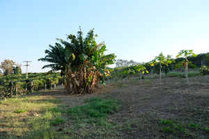 BARRINHA, BRAZIL