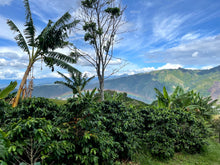 EDINSON ARGOTE, COLOMBIA
