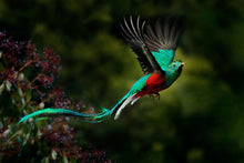 QUETZAL, MEXICO