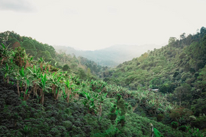 HERLY URQUIA, HONDURAS