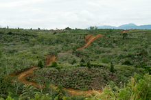 PANTAN MUSARA, INDONESIA