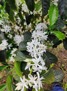 EL REFUGIO, COLOMBIA