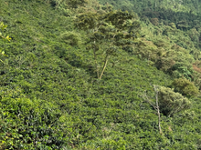 EL REFUGIO, COLOMBIA