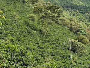 EL REFUGIO, COLOMBIA