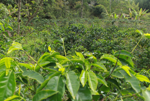 JORGE MIRA, COLOMBIA