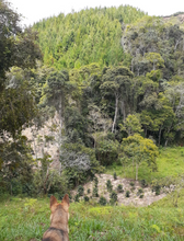 JORGE MIRA, COLOMBIA