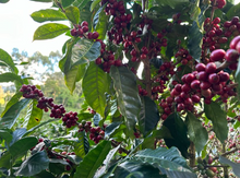 SANTA MARIA, NICARAGUA