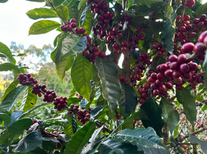 SANTA MARIA, NICARAGUA