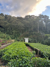 SANTA MARIA, NICARAGUA