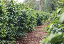 KAROGOTO PB, KENYA