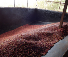 KAROGOTO PB, KENYA