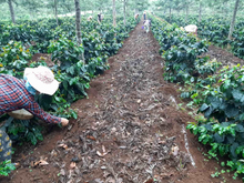 SHWE CHERRY ESTATE, MYANMAR
