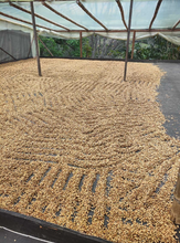 LUZ ÁNGELA ROJAS, COLOMBIA