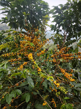 LUZ ÁNGELA ROJAS, COLOMBIA