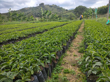 LUZ ÁNGELA ROJAS, COLOMBIA