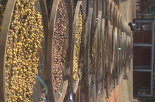 BALACOBACO (DATERRA MASTERPIECE), BRAZIL (Pre-release)