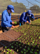 BALACOBACO (DATERRA MASTERPIECE), BRAZIL (Pre-release)