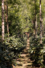 GUNDIKHAN LOT 3, INDIA