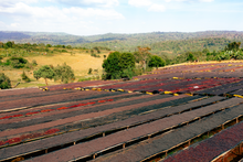 LALESA (N), ETHIOPIA